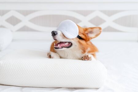 Cute corgi dog laying on the bed in stylish sleeping mask, showing toungue. Concept healthy sleep. Indoorの写真素材