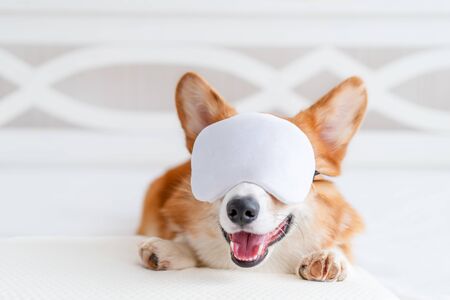 Cute corgi dog laying on the bed in stylish sleeping mask, showing toungue. Concept healthy sleep. Indoorの写真素材