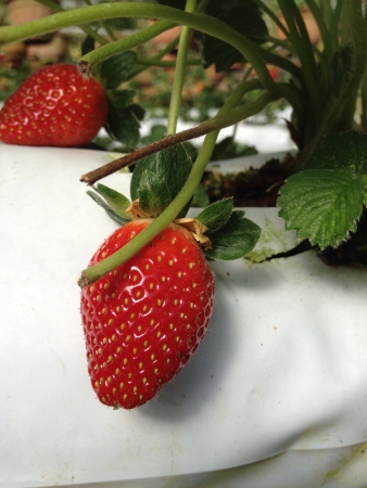 Strawberryの素材