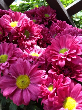Flowersの素材