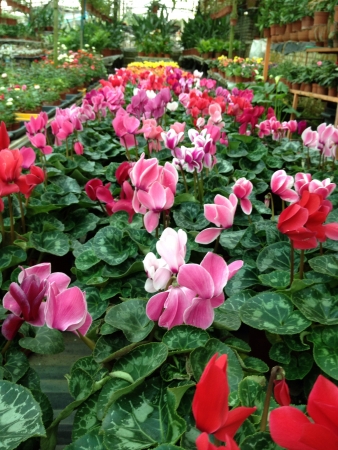 Flowers の素材