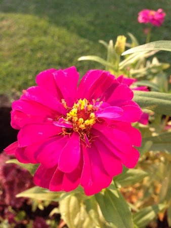 Flowersの素材