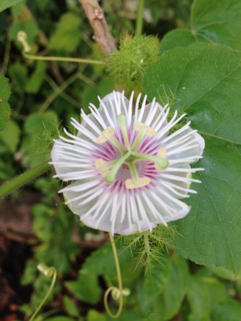 A flowerの素材