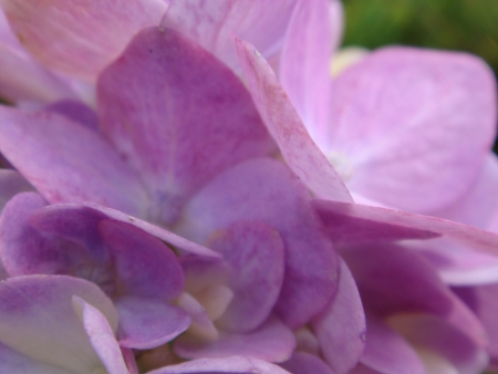 Purple flower in garden の素材