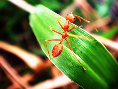 A red ant on a green leaf の素材
