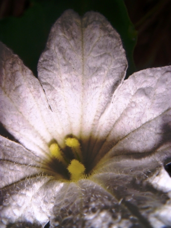 White flower in rainforest の素材