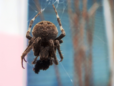 Spider hunting for food