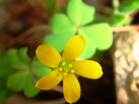 Flower in rainforest 