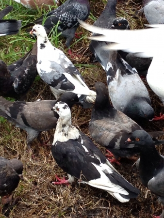Dove of peaceの素材