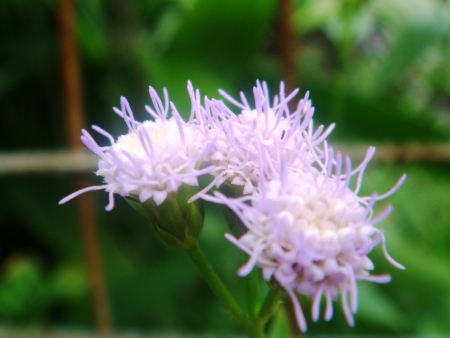 Flower in garden 