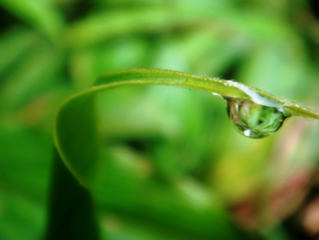 Raindrop on leaf in the rainforest の素材