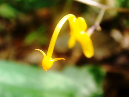Flower in gardenの素材