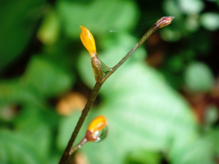 Flower in garden の素材