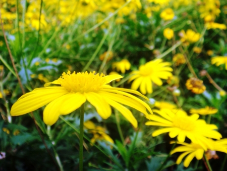Flower in gardenの素材