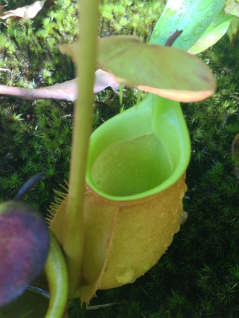 Tropical pitcher の素材