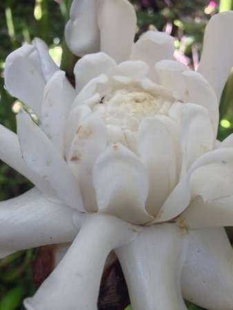 Tropical flower in rainforest の素材