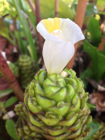 Flower in rainforest の素材