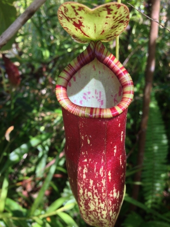 Tropical pitcher の素材
