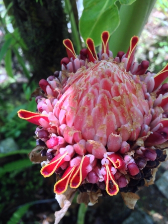 Flower in rainforest の素材