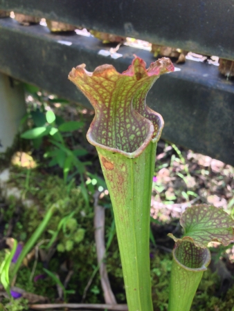 Tropical pitcher の素材