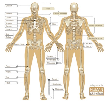A diagram of the human skeleton with titled main parts of the skeletal system. Vector illustrationのイラスト素材