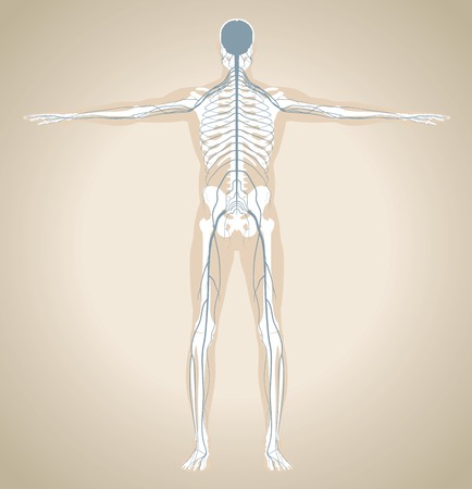 The human (male) nervous system with skeleton and silhouette of body. Vector illustrationのイラスト素材