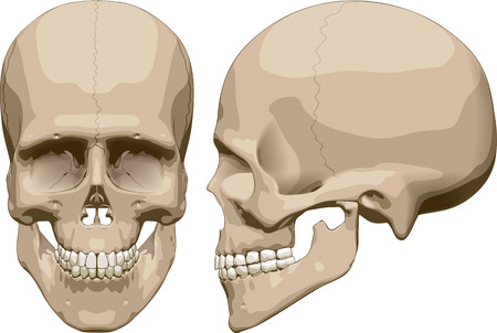 Front and side view of human skull (male). Vector illustrationのイラスト素材