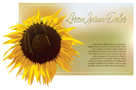 Sunflower on blurred background.のイラスト素材