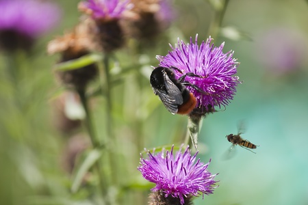 Red Tailed Bumble Bee (Bombus Lapidaries)