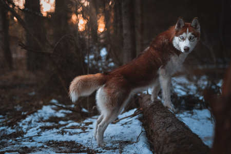 Dog breed Siberian Husky walking in spring forest background sunriseの写真素材