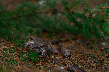 Side view of frog hiding in the ground coverの写真素材