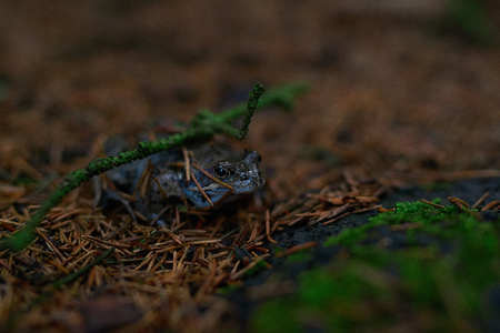 Side view of frog hiding in the ground coverの写真素材