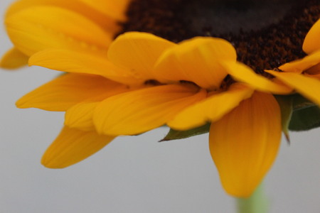 Beautiful flower with nature backgroundの写真素材