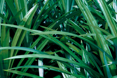 Green tropical leaves, leaf background ,nature concept.