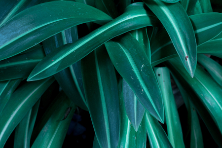 Green tropical leaves, leaf background ,nature concept.の写真素材