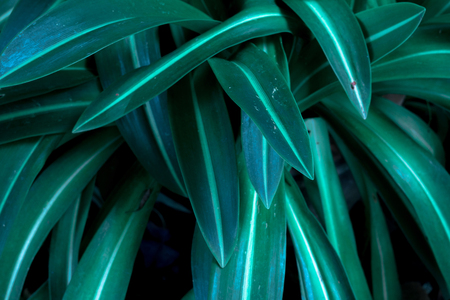 Green tropical leaves, leaf background ,nature concept.の写真素材