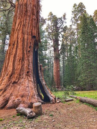 sequoia redwood californiaのeditorial素材