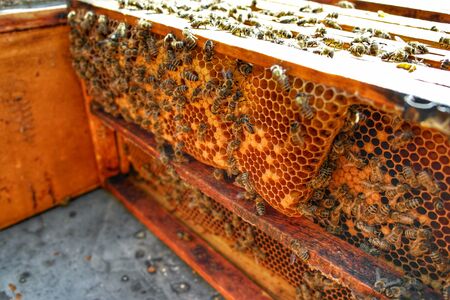 Honey Bee in Bee Colonyのeditorial素材