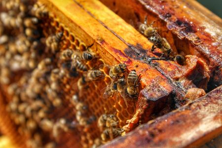 Honey Bee in Bee Colonyのeditorial素材