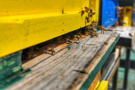 Honey Bee in Bee Colonyのeditorial素材