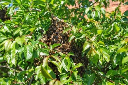 Honey Bee in Bee Colonyのeditorial素材