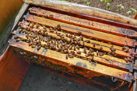 Honey Bee in Bee Colonyのeditorial素材