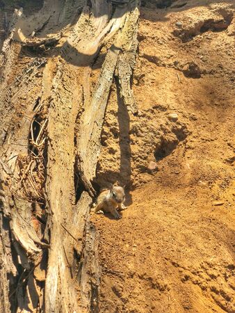 cute squirrel in sunshineのeditorial素材