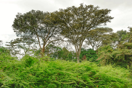 trees at kilimanjaro national park
