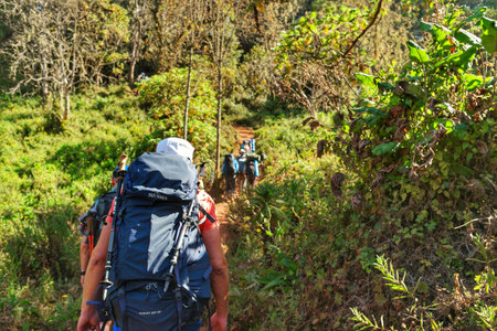 hiking people at kilimanjaro national parkの写真素材