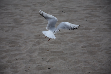 MÃ¶ve on the beachの写真素材