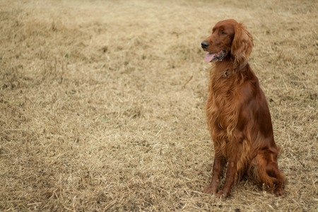 irish setterの写真素材