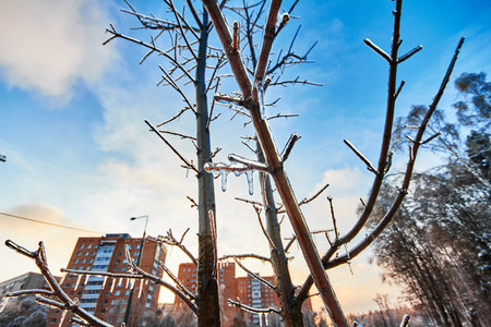 Iced over trees in the background of a winter city.の写真素材