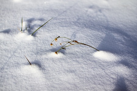 Frozen grass on a deserted snowy field. Texture of light and shadows, snow pellets, bumpy surface ice crust.の写真素材