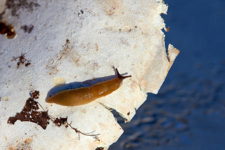 Disgusting slug on mushrooms. Harmless to humans, dangerous to agricultural plantsの写真素材